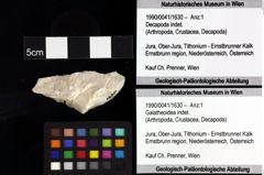 Foto (Objket + Etiketten) von Prosopon sp. 